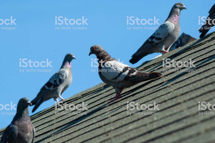 Pigeons