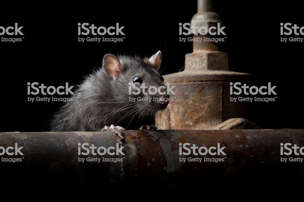 Rats